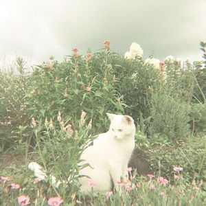 Meet your Posher, Runa